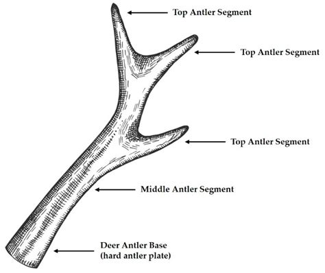 deer antler spray studies|Health Effects of Peptides Extracted from Deer Antler .